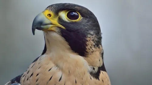Des bébés faucons à la centrale nucléaire de Chinon