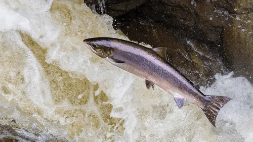 Gironde : un collectif s’oppose à un projet de ferme aquacole 