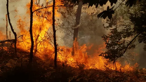 Feux de forêts : près de 50 incendiaires présumés arrêtés