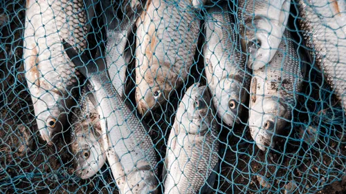 Des poissons et filets déversés à Nantes en guise de protestation