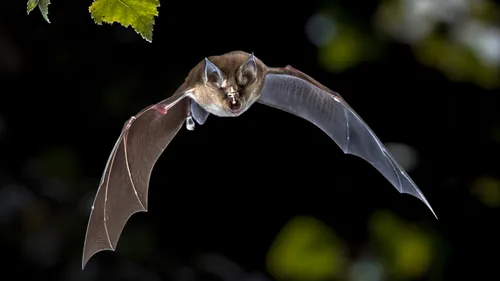 Mayenne : un cas de rage détecté sur une chauve-souris