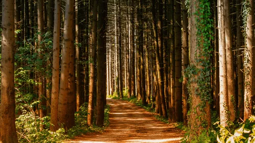 Turquie : Un homme ivre porté disparu participe à sa propre recherche