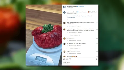 La plus grosse fraise du monde pèse 289 grammes !