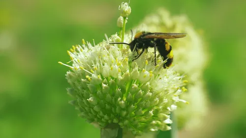 Niort : quatre personnes grièvement blessées par des frelons