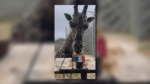 Quart de finale du Mondial de rugby : Obano, la girafe bretonne,...