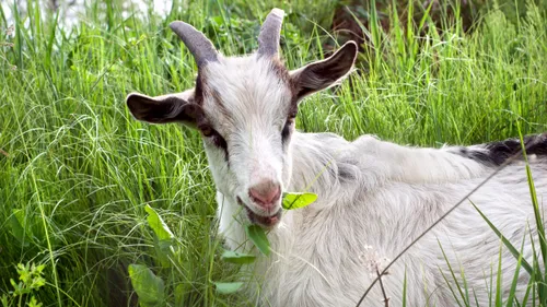 Indre-et-Loire : une cagnotte pour aider un éleveur de chèvres en...