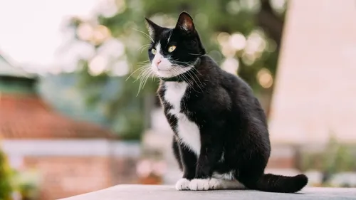 Disparu en Mayenne, le chat est retrouvé 7 ans plus tard à 800 km...
