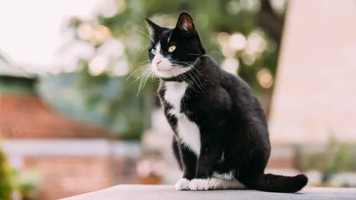 Disparu en Mayenne, le chat est retrouvé 7 ans plus tard à 800 km...