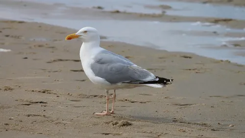 Grippe aviaire : que faire si nous trouvons un oiseau mort sur la...