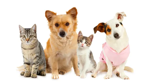 Un nouveau numéro gratuit pour signaler les maltraitances animales