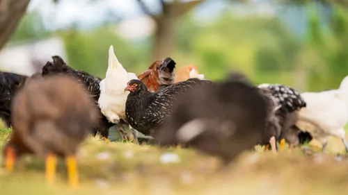 Maître CoQ et Le Gaulois mettent fin aux élevages intensifs