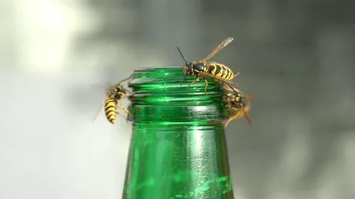 Sarthe : un homme de 27 ans meurt piqué par une guêpe