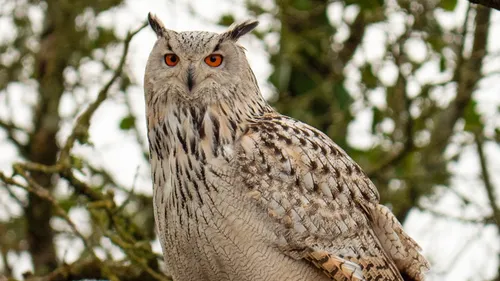 Loire-Atlantique : Legendia Parc lance un avis de recherche pour...