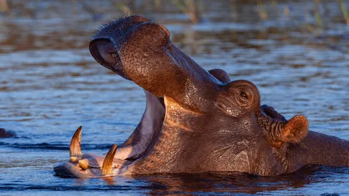 Un hippopotame tente d’avaler un enfant de deux ans 