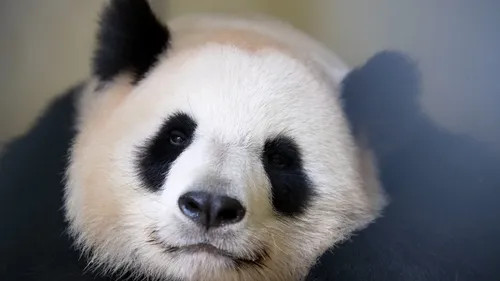 Un nouveau bébé panda attendu au zoo de Beauval