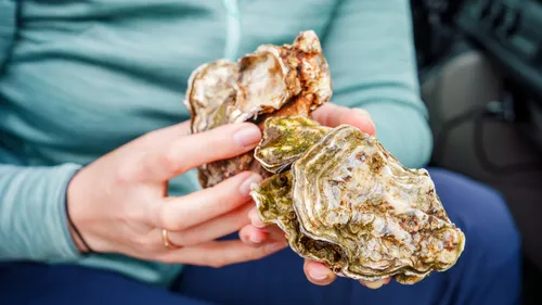 Protéger les huîtres en étudiant la consommation de médicaments...