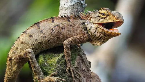 Château-Renault : un iguane découvert par un promeneur dans un parc