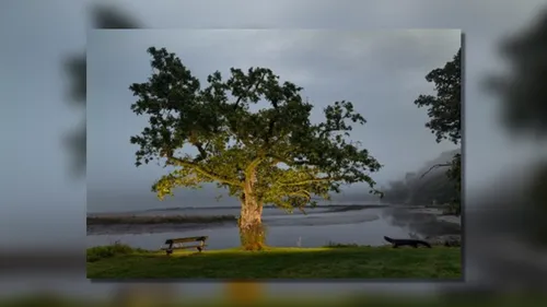 Le plus bel arbre de l'année se trouve dans nos régions !