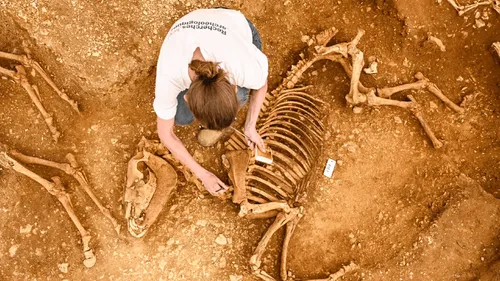 Indre : 28 squelettes de chevaux retrouvés sur un site archéologique