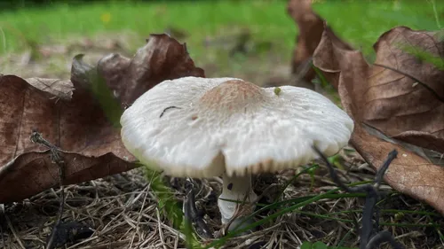 Les intoxications aux champignons sont en hausse