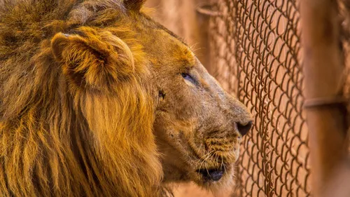 Lions maltraités dans un cirque en Bretagne : 6 mois avec sursis...