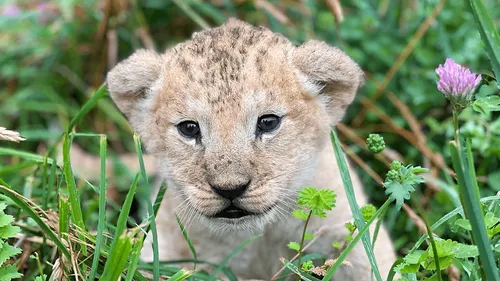 Anjou : naissance du premier lionceau du zoo Bioparc de...