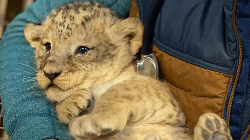Naissance exceptionnelle de 4 lionceaux à Planète Sauvage