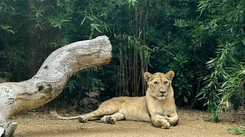 Une lionne fait son entrée au Zoo de La Flèche dans un tout nouvel...