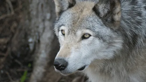 Un loup découvert en Loire-Atlantique