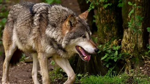Indre : Un loup a tué deux brebis à Ruffec