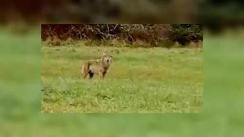 Un loup identifié en Haute-Vienne 