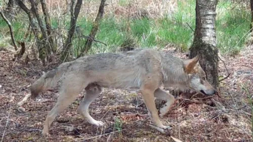 Finistère : un loup a été aperçu, une première depuis plus d’un...
