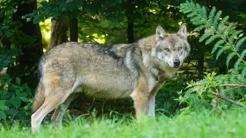 Bretagne : un loup germano-polonais a attaqué 71 animaux
