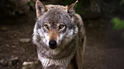 Vienne : un loup est-il à l’origine de la mort de 26 brebis ?