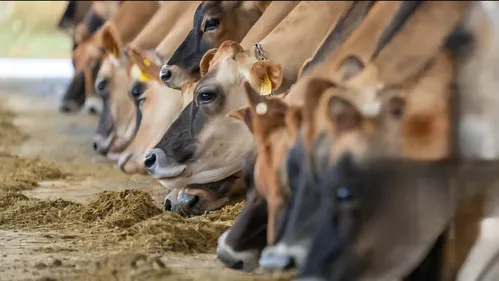 Ils ne veulent pas d’une ferme-usine