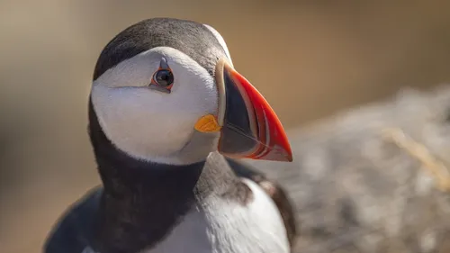 De nombreux oiseaux morts retrouvés sur des plages du Finistère