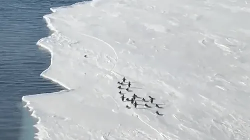 "Run run !" : la vidéo d'un manchot fait craquer internet