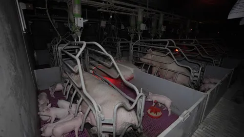 "Castration sans anesthésie, coupe systématique des queues" : un...