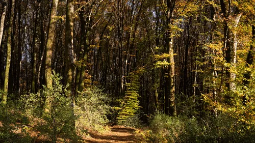 Bientôt une "Météo des forêts" quotidienne pour le grand public