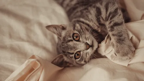 Il décède à cause d’une morsure de chat 