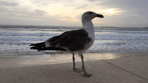 Grippe aviaire : une "hécatombe" chez les oiseaux sauvages