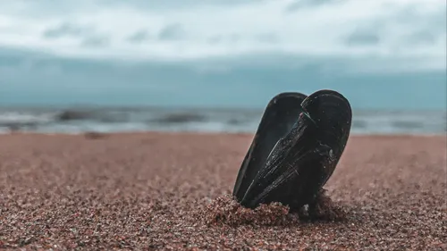 Les conchyliculteurs bretons dénoncent la dégradation de la qualité...