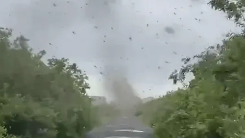Impressionnante pluie de moustiques en Russie !
