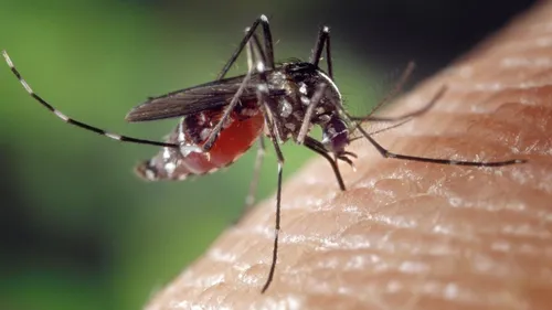 Loire-Atlantique : après un cas de dengue, une opération de...