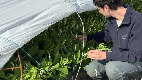 Un muguet précoce mais de qualité cette année en Loire-Atlantique