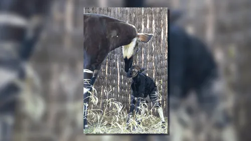 "C'est magnifique à voir" : naissance d'exception au ZooParc de...
