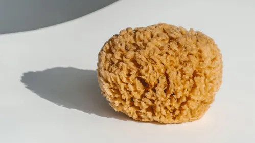 Des médicaments contre le cancer à base d’algues et d’éponges de mer 