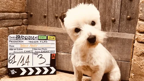 Rencontrer Idéfix, star du prochain film "Astérix et Obélix", c’est...