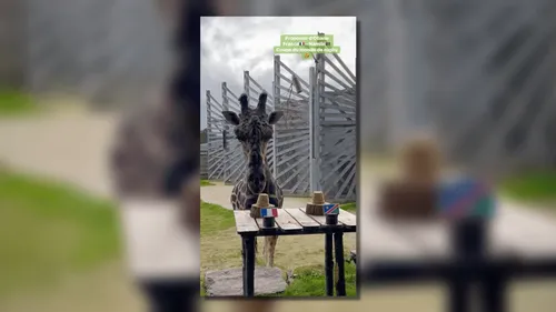 France-Namibie en Coupe du monde de rugby : Obano, la girafe...