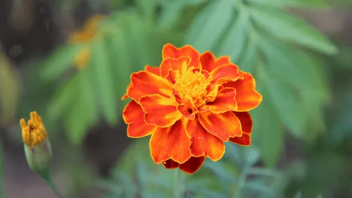 Nantes : l’association EKLO envoie une fleur à Thomas Pesquet